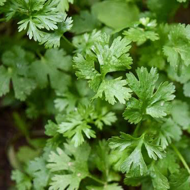 Cilantro (mjo)