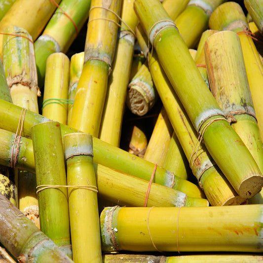 Caña de azúcar (½ kg)
