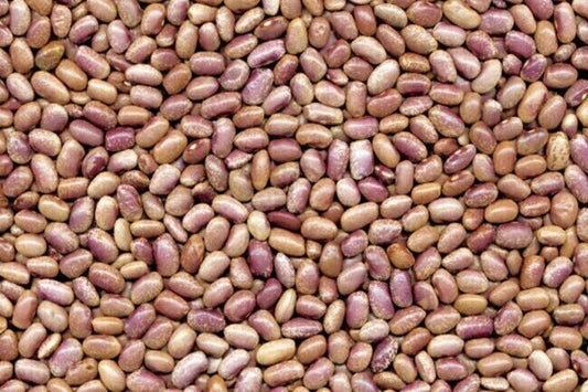 Frijol Mayo
