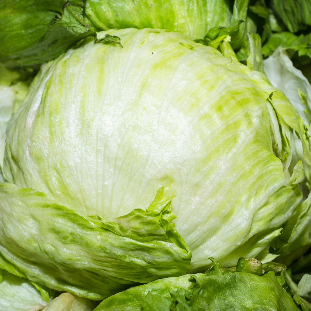 Lechuga Romana (pza)