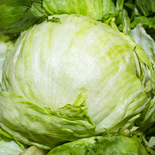 Lechuga Romana (pza)